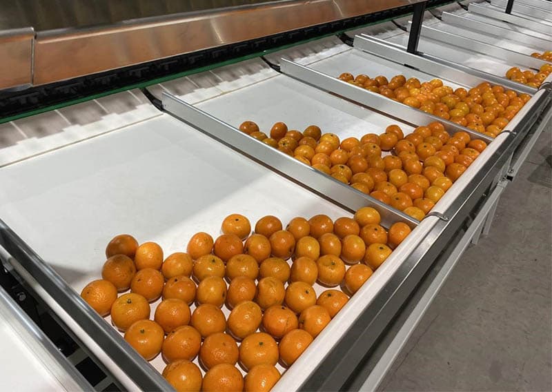 images/1709884359453citrus sorting machine.jpg